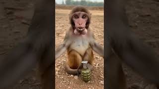 Moment choquant : un singe tire la goupille d’une grenade ! #funny #moments