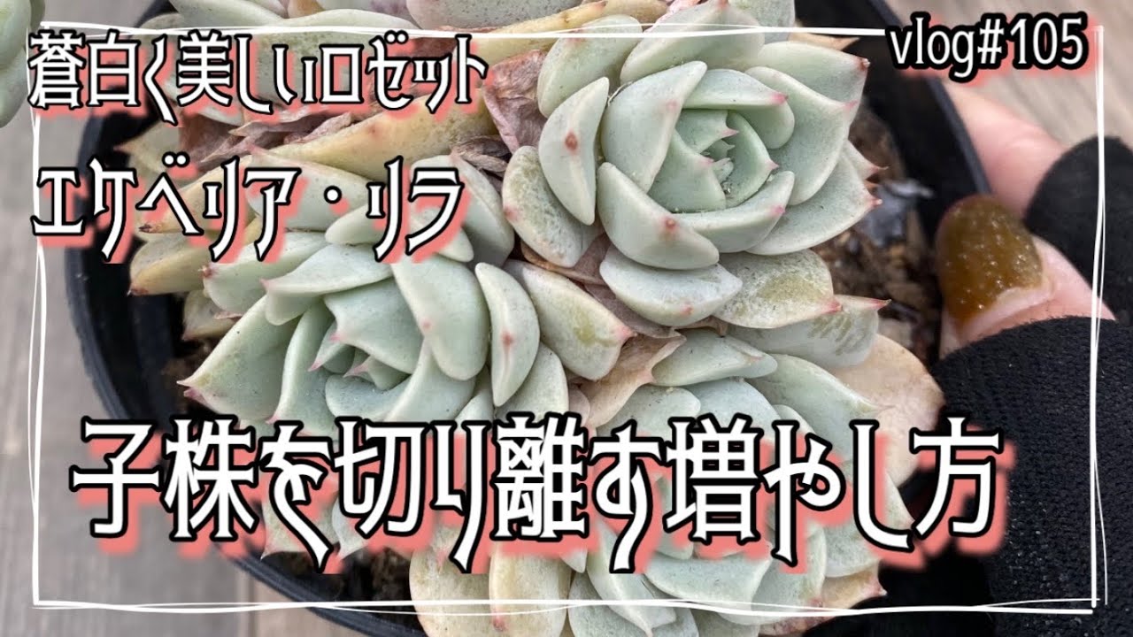 vlog#105【多肉植物】蒼白く美しいロゼットのこの子の名は『リラ』子株