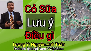 Cây cỏ sữa chữa bệnh gì tốt nhất - Lương y: Nguyễn Anh Tuấn