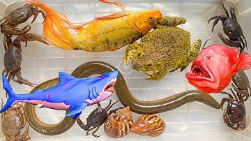 Kem Ốc Chanel cứu các con vật: con cua, cá, cá trê, cá thủy quái, cá mập baby shark ở ngõ ngập lụt.