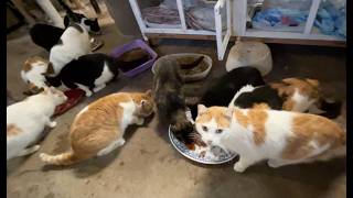 Donaciones de Comida - Cantabria Felina