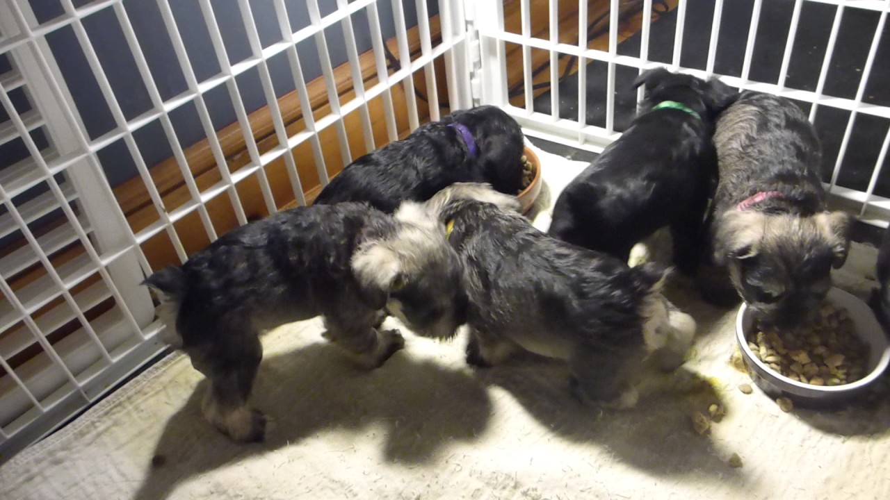 Spice of Life Kennels Chai/Cocoa Litter 2 First time eating solid