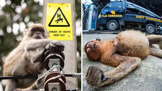 Naive Monkeys Get Electrocuted After Touching An Electric Pole Resimi