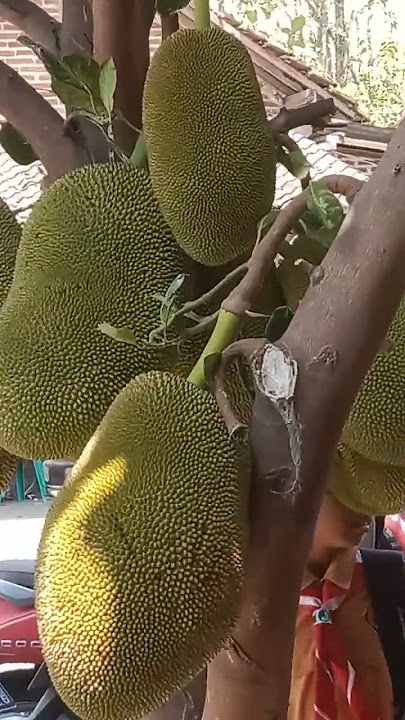 Kembang Nongko / Nangka Arane Angkup