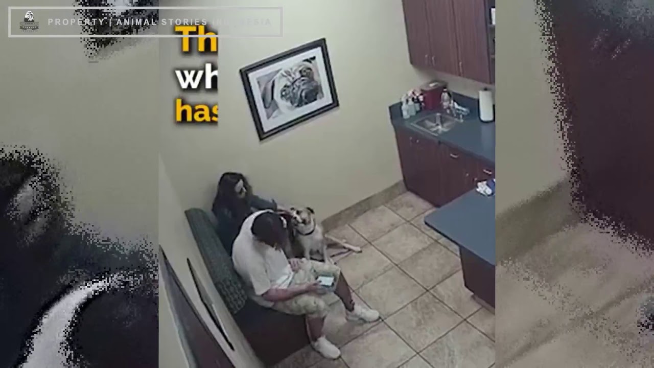 A shaking woman secretly slips a handwritten note to a veterinarian