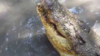 Vietnam - Can Gio Mangrove Forest - Crocodile Farm - December 6, 2013