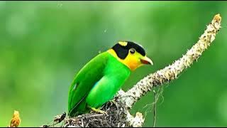 Fakta unik burung Madi injap