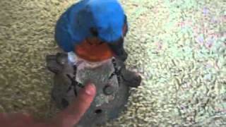 Gemmy Singing Bluebird
