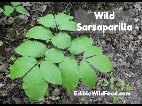 Video: Waar heeft sarsaparilla zijn naam aan gekregen?