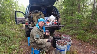 видео: 10 000 рублей за 10 часов в лесу. РЕКОРДНЫЙ СБОР ЯГОД. КАК ЗАРАБОТАТЬ ДЕНЬГИ В ЛЕСУ. ОБАЛДЕЛ В ЛЕСУ. картинка: 10 000 рублей за 10 часов в лесу. РЕКОРДНЫЙ СБОР ЯГОД. КАК ЗАРАБОТАТЬ ДЕНЬГИ В ЛЕСУ. ОБАЛДЕЛ В ЛЕСУ.