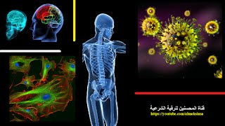 الرقية الشرعية كاملة لإحياء وتنشيط الأعضاء المريضة بإذن الله