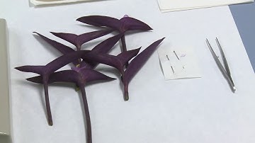 Meiosis:Sample preparation |  | UPV