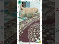 Random moments #shortsviral #goldenretriever #trending #ytshorts #shorts #cutepuppy #cutebab #puppy
