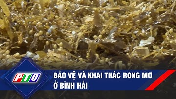 Quảng Ngãi: Bảo vệ và khai thác rong mơ ở Bình Hải | PTQ