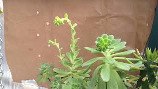 Succulent Echeveria Bush, in time-lapse 70 days to blow flowers.