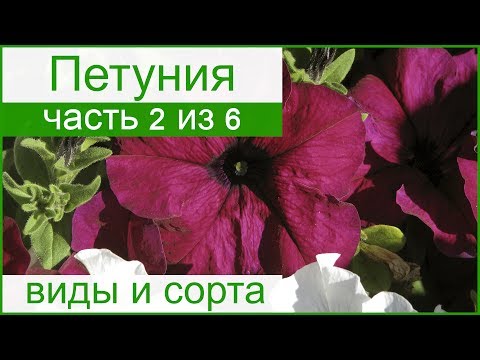 🌺 Виды и сорта петунии – описание