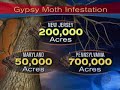 Gypsy Moths Decimate Forests (CBS News)