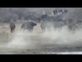 Standoff at Madikwe Game Reserve - North West Province, South Africa