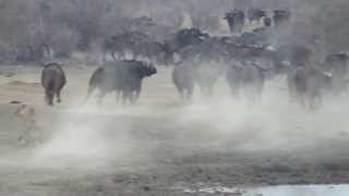 Standoff at Madikwe Game Reserve - North West Province, South Africa