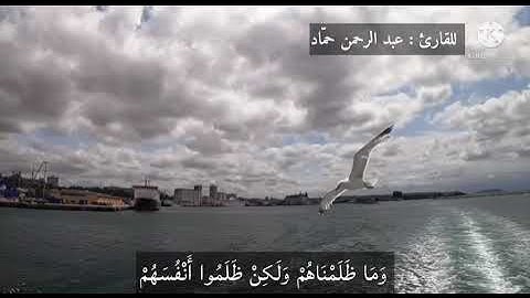 ما تيسّر من سورة هود| عبد الرحمن حمّاد