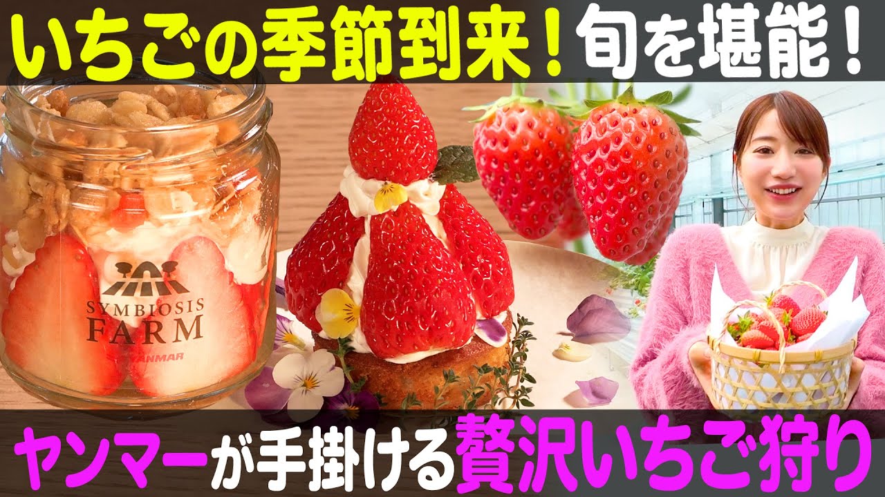 【いちごの季節到来】あのヤンマーが手がけるワンランク上の贅沢いちご狩り【ナジャ・グランディーバのチマタのハテナ】
