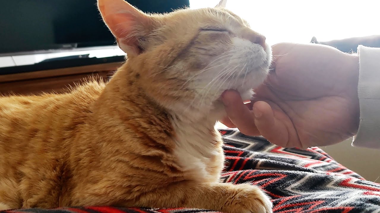 Cat Purrs As Loud As A Motor Engine YouTube