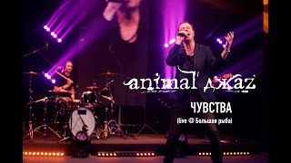 Animal Джаz — Чувства (Live @ Мой Музыкальный)