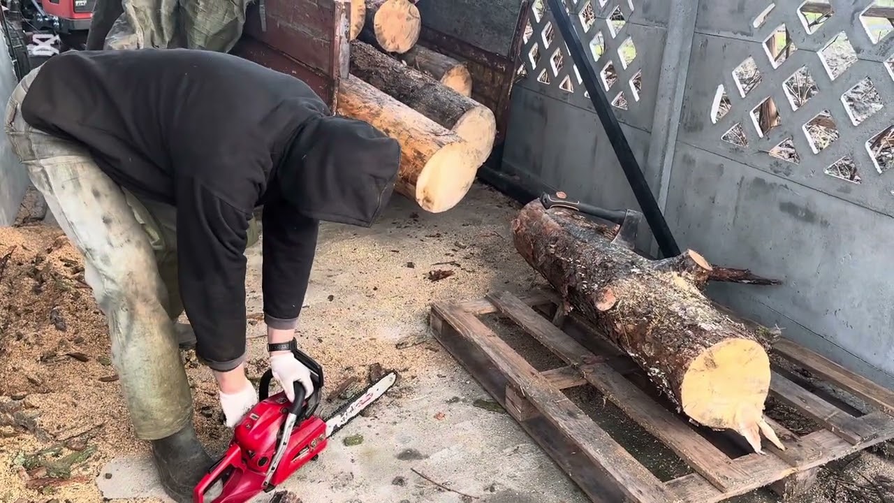 Drzewo opałowe.Shindaiwa 501 SX