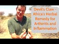 Devils claw   africas herbal remedy for arthritis and inflammation