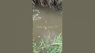 Câu Cá , Câu cá rô bên dòng suối chảy | Anh câu phủi TV