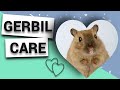 Gerbil Care: What you NEED to know before owning gerbils