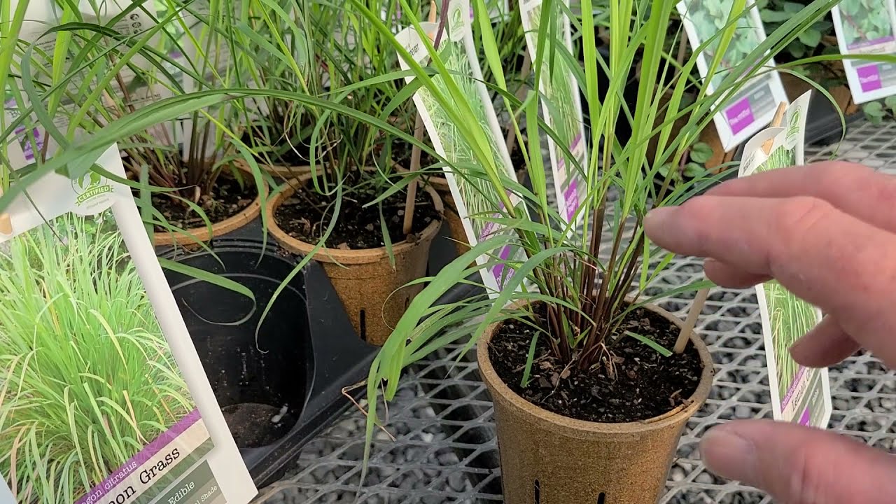 Lemon Grass // 🌞 Delicious, EASY to Grow Edible For Decks, Patios, Balconies or Garden Beds.