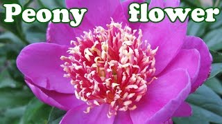 Peony Flower Bush - Peonies Season - Summer Spring Flowers - Perennials Perennial Plants - Jazevox