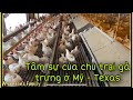Lanh quanh đi xem trại Gà trứng của người Việt ở Texas - USA