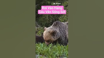 Bé trai sống sót sau khi rơi vào hang gấu #giảitríthôngminh #videotổnghợp