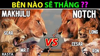 Liên minh Sư Tử MAPOGO vs Liên minh NOTCH, bên nào sẽ thắng? - Động Vật Facts #122