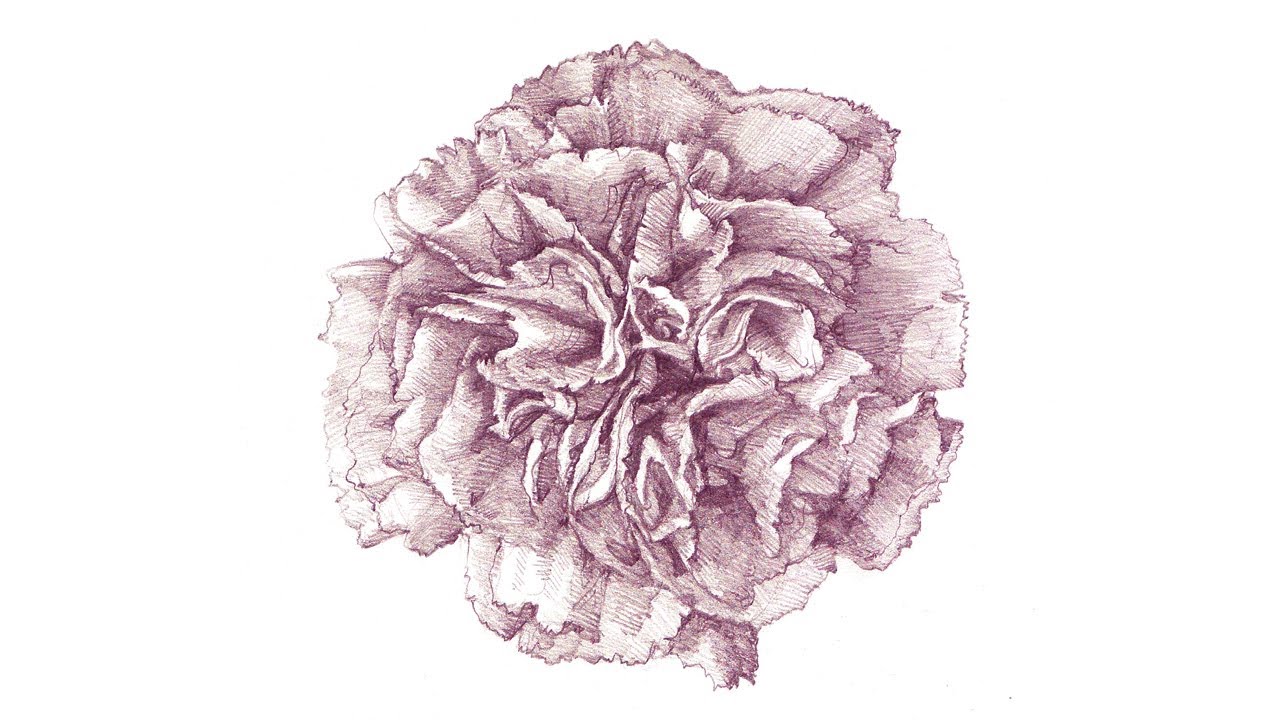 How To Draw A Carnation