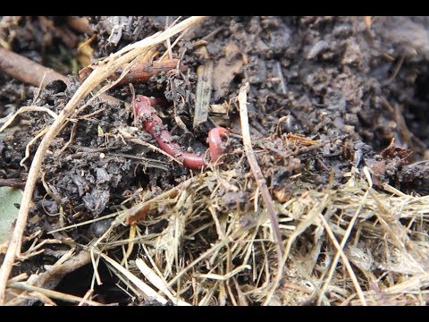 Video: Quanto spesso dovresti applicare il tè di compost?