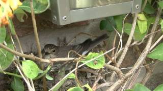 Border Collie Rescue - Spotted Flycatchers by BorderCollieRescueUK 4,592 views 11 years ago 18 minutes