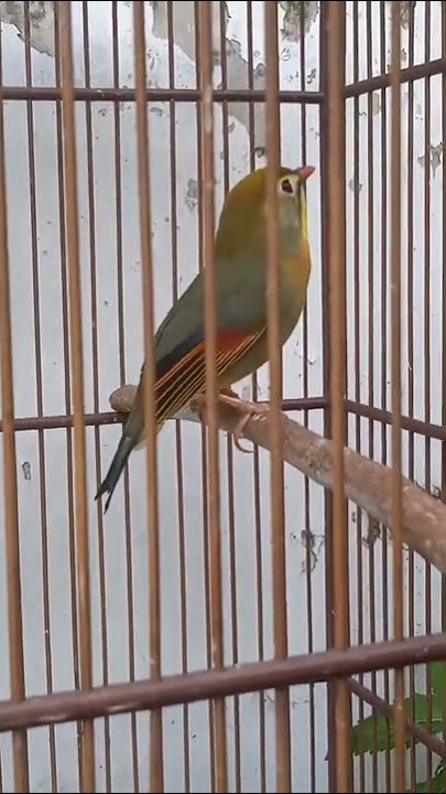 BURUNG ROBIN JANTAN GACOR untuk memancing robin bahan/bakalan