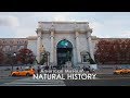 The American Museum of Natural History