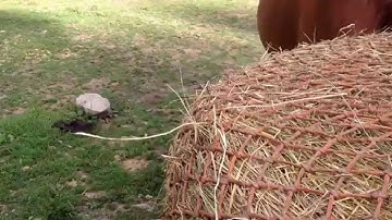 Our Horses Using a Round Bale Slow Feeder Net