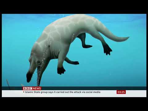 New species of ancient four-legged whale discovered in Egypt - BBC News - 27th August 2021