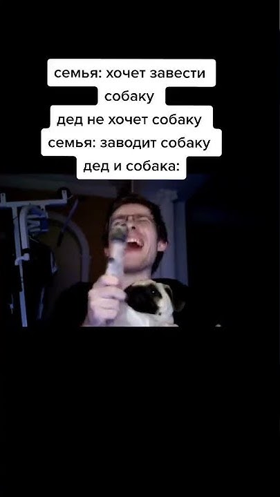 #шевцов #мопс #мойша #itpedia #jolygolf #алексейшевцов #собака - YouTube
