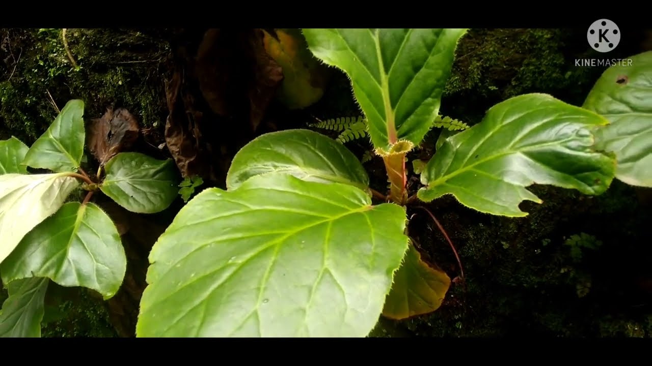 Organic Medicine Traditional health care system Bergenia Cilita home remedies 