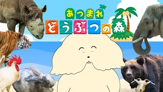 【あつ森】新生活！ゼロからはじめる島生活【 Vtuber #ぽた犬】