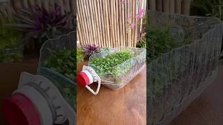 Oil used bottle recycle cutting make pots plants vegetable plants #shorts #plants #viralvideo #ideas