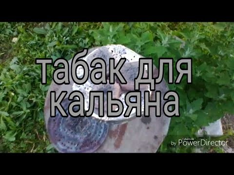 Как сделать табак для кальяна в домашних условиях