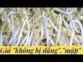 Cách làm giá đậu xanh (giá đỗ) không bị đắng trắng mập, ngọt bùi How to grow mung bean sprouts