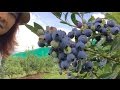 กินบลูเบอร์รี่ญี่ปุ่นในสวนสดๆ Blueberry Japan